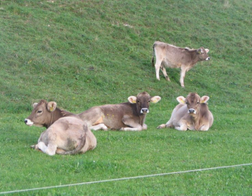 Slika_1_telice na paši_Glač_S