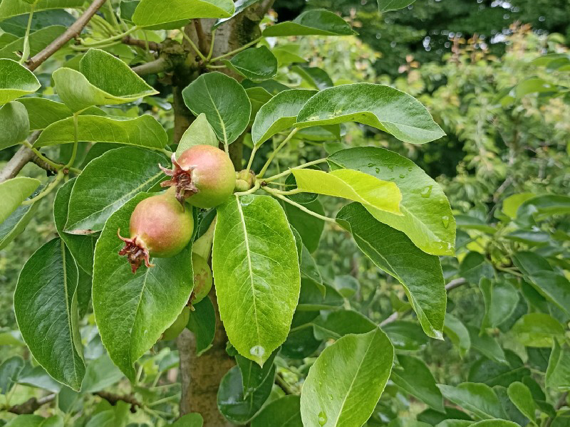 Varstvo jablan in hrušk