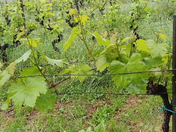 Obvestilo vinogradnikom o aktualnem varstvu vinske trte