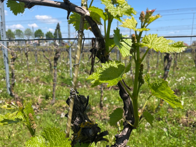 Obvestilo vinogradnikom o aktualnem varstvu vinske trte