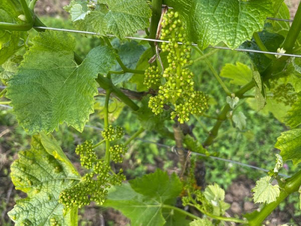 Obvestilo vinogradnikom o aktualnem varstvu vinske trte