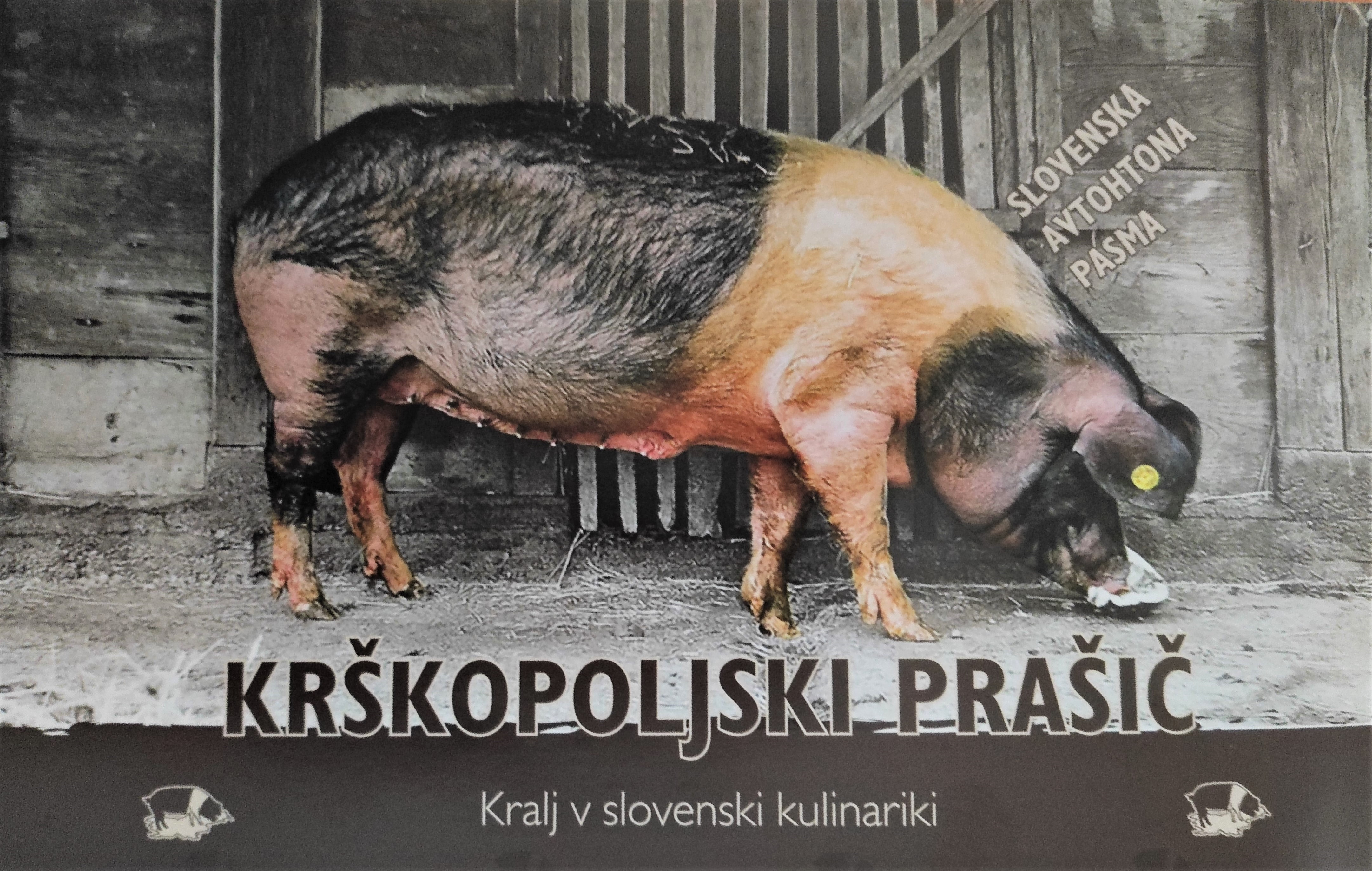 Slika 3: Krškopoljski prašič. Slovenska avtohtona pasma Društva rejcev krškopoljskih prašičev