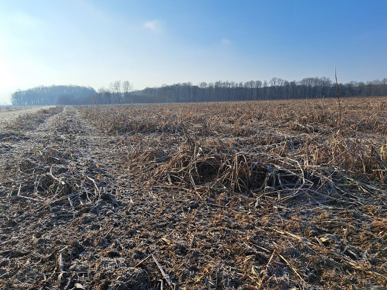 Pomrznjena mešanica Bodenfit 11.1.2024 na njivi kmetije Arh v Velikem Podlogu