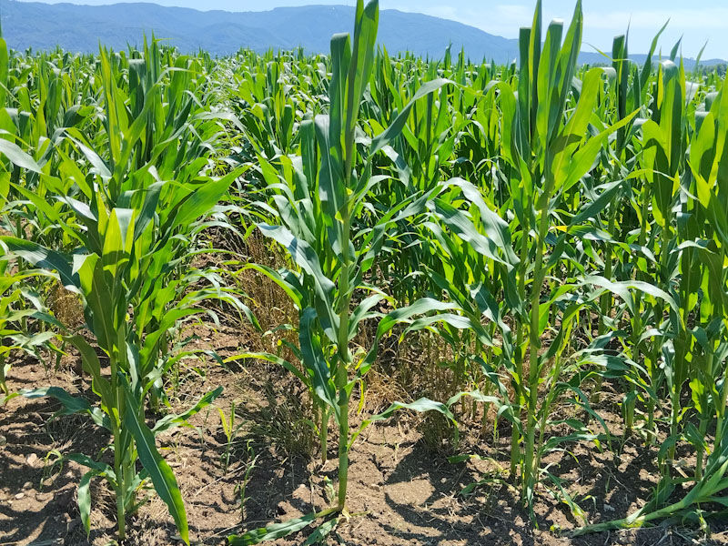 Slika 1: Varovanje voda pred onesnaževanjem z nitrati iz kmetijskih virov je pomembna naloga vsakega kmeta (foto Mateja Strgulec)