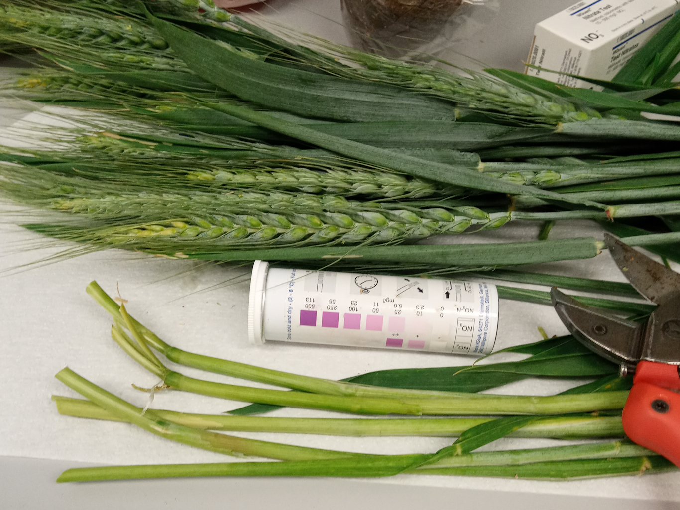 Za natančno dognojevanje žit je priporočeno uporabiti rezultate hitrih nitratnih testov (foto Mateja Strgulec).