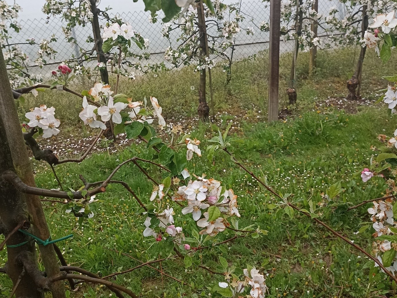 Cvetoče jablane_Cvelbar_U