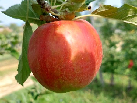 Testiranje zrelosti jabolk