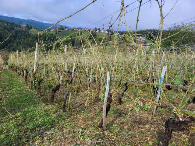 Slika_1_Neurje s točo na Dolenjskem opustošilo vinograde_Zajc_M