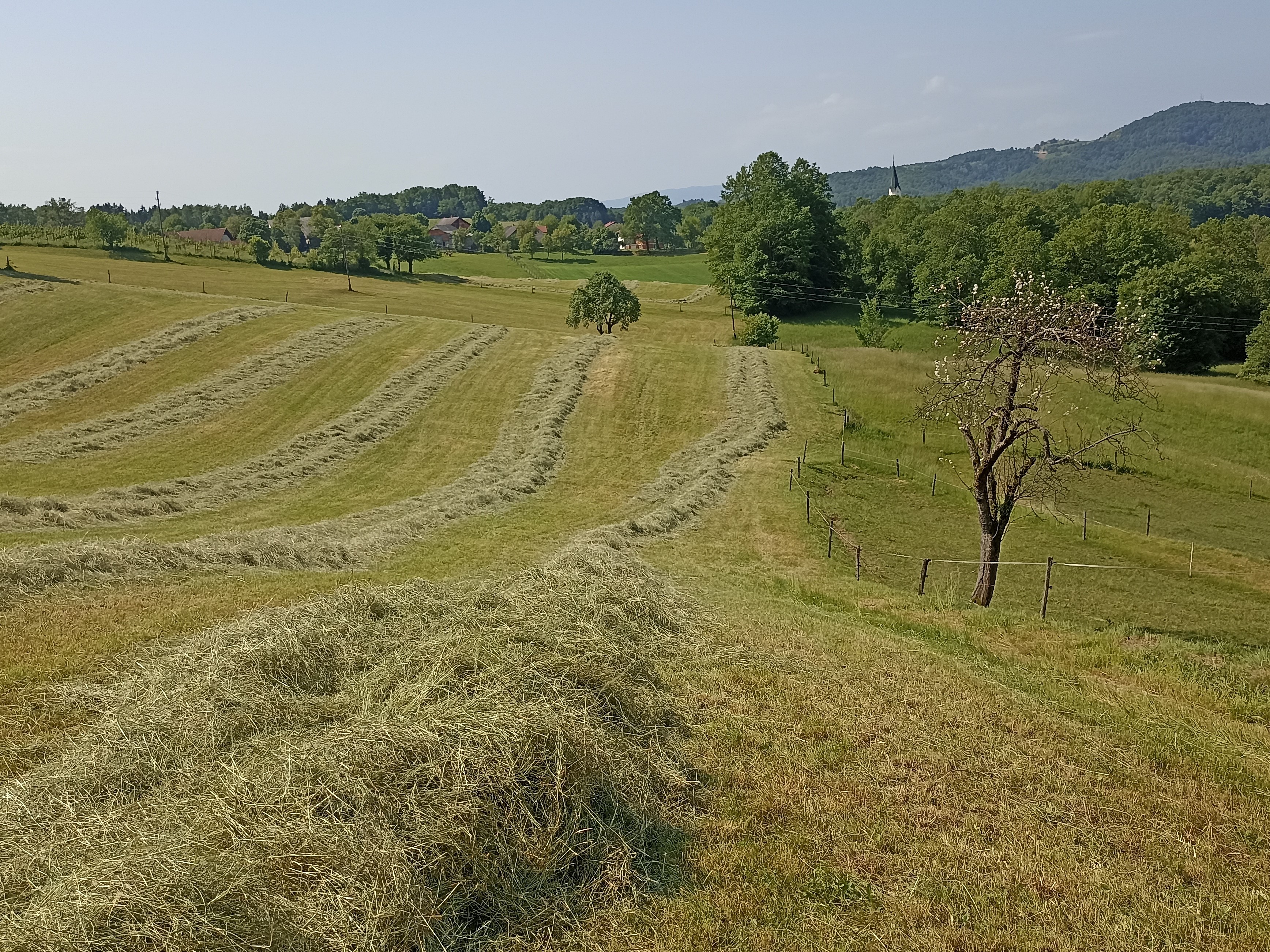 Slika_1_pozna košnja v letu 2023_Sotošek_V